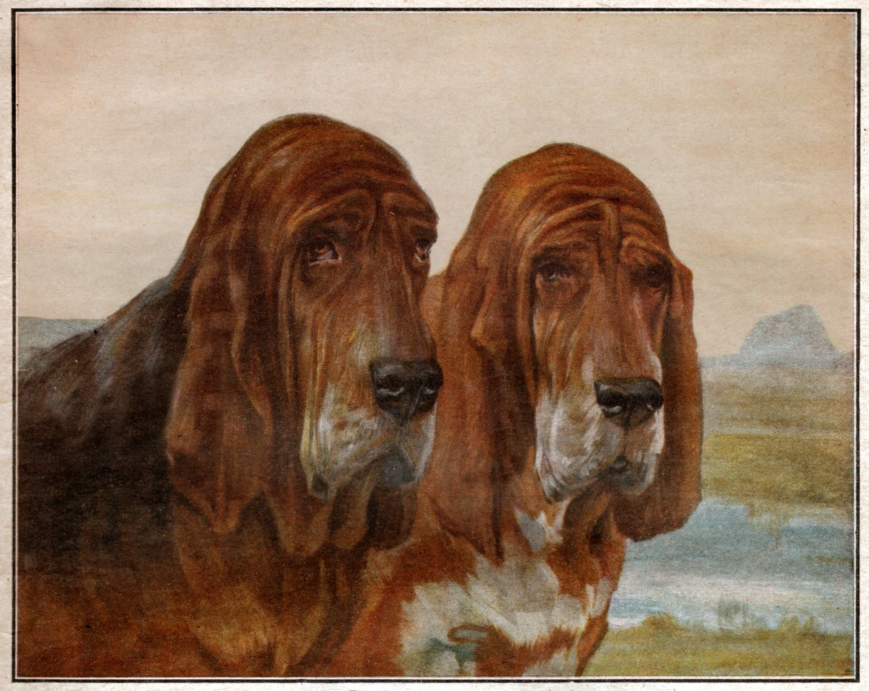 كلاب سانت هوبير أو كلب الصيد. 1925 (رسم توضيحي) بواسطة . .