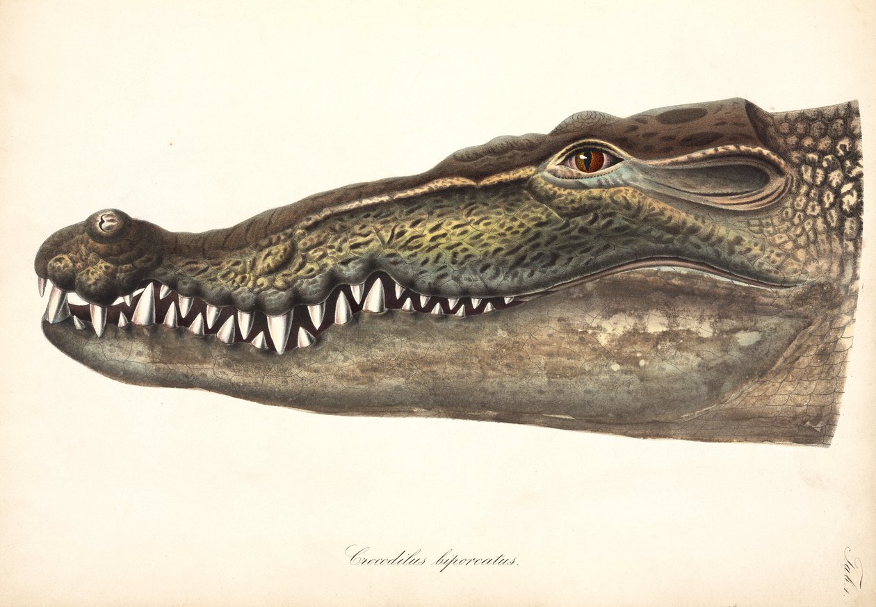 Estuarine or Saltwater Crocodile, Asia بواسطة ريتشارد (بعد) داد