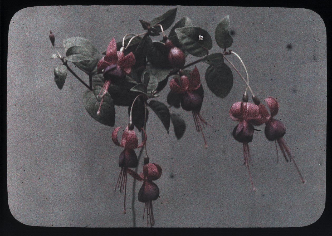 "Fucshia" بواسطة فريدريك (المرتبط ب) بارنارد