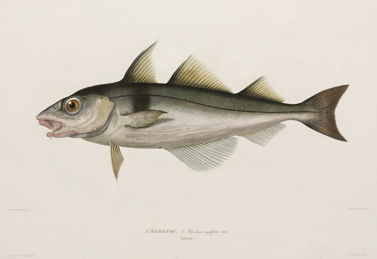 Haddock, Iceland, early 19th century بواسطة ريتشارد (بعد) داد