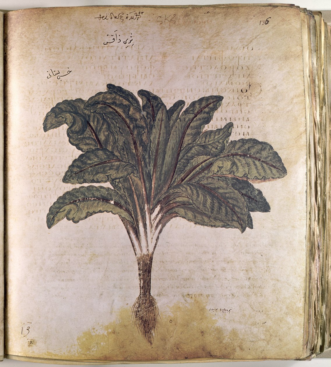 Herbals Lettuce بواسطة فرديناند جورج والدمولر