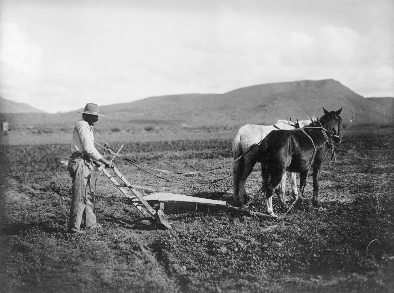 هندي يحرث أرضه ، محمية ساكاتون الهندية ، أريزونا ، حوالي 1909 (صورة بالأبيض والأسود) بواسطة . .