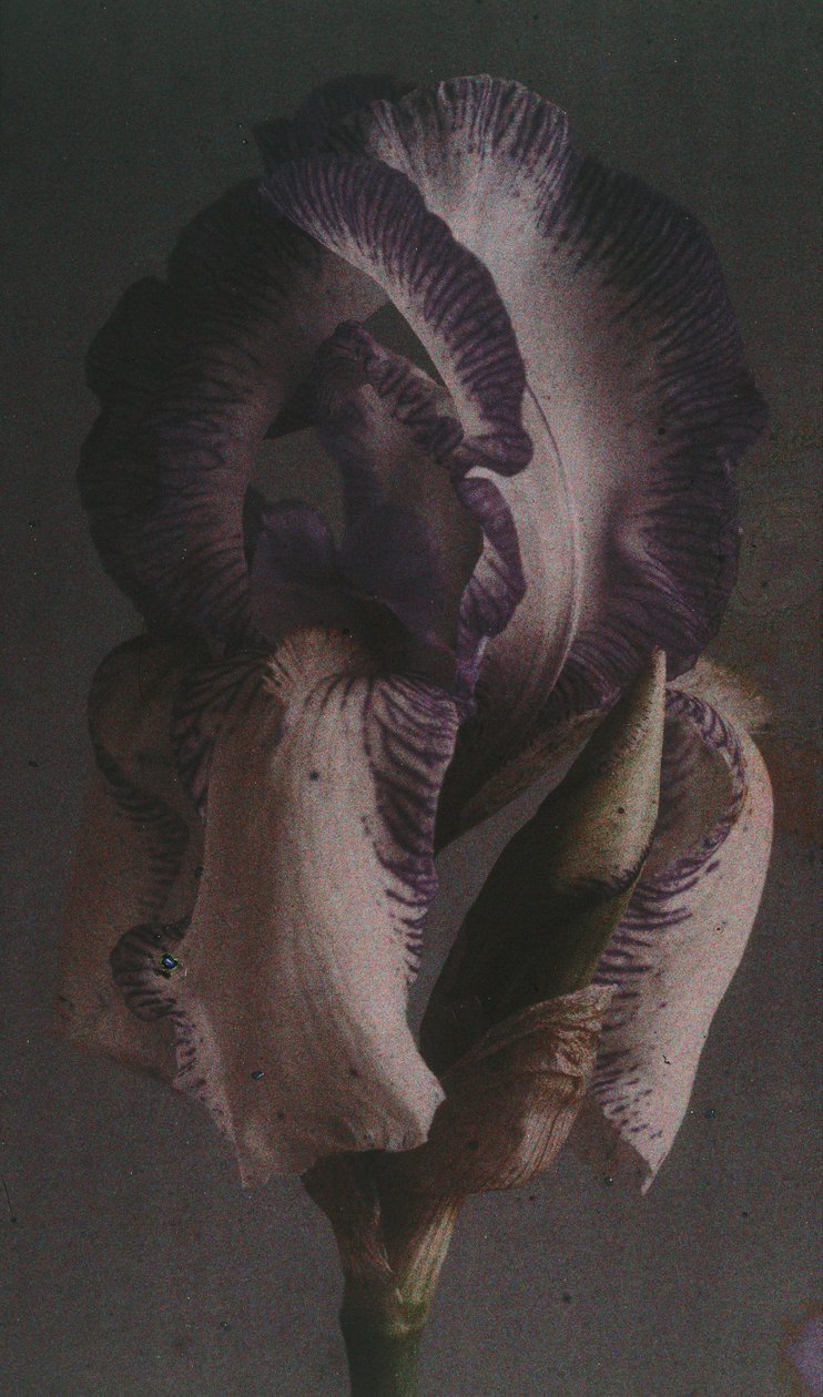 "Iris germanique" (Iris germanica) بواسطة فريدريك (المرتبط ب) بارنارد