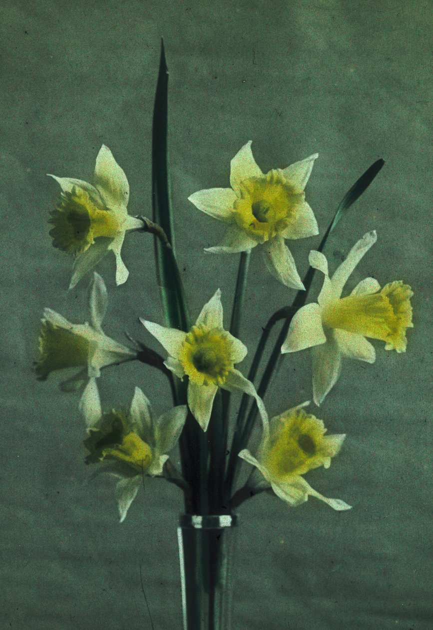 "Jonquilles" (Daffodil - Golden Spur) بواسطة فريدريك (المرتبط ب) بارنارد