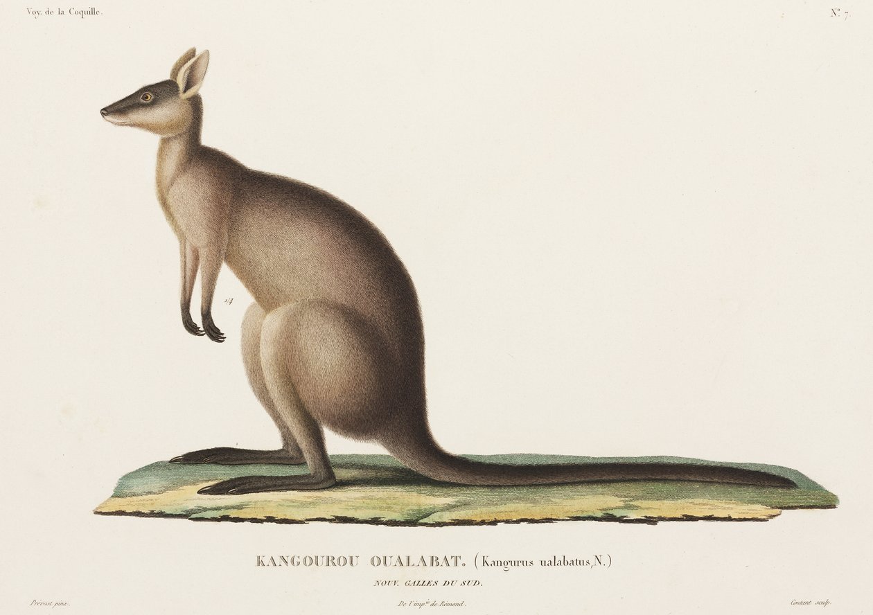 Kangaroo, New South Wales, Australia بواسطة ريتشارد (بعد) داد