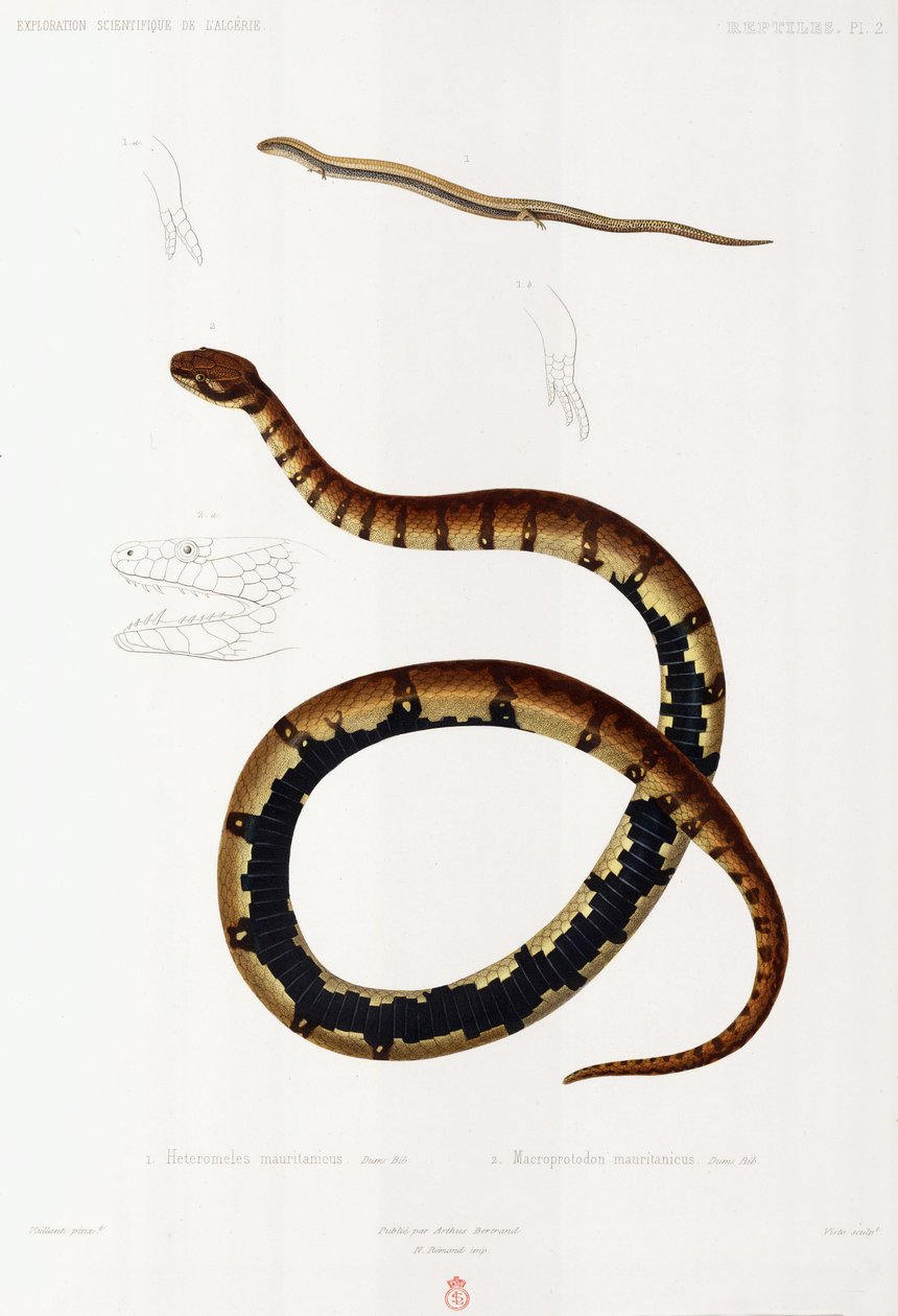 Lizard and Hooded Snake, Algeria بواسطة ريتشارد (بعد) داد