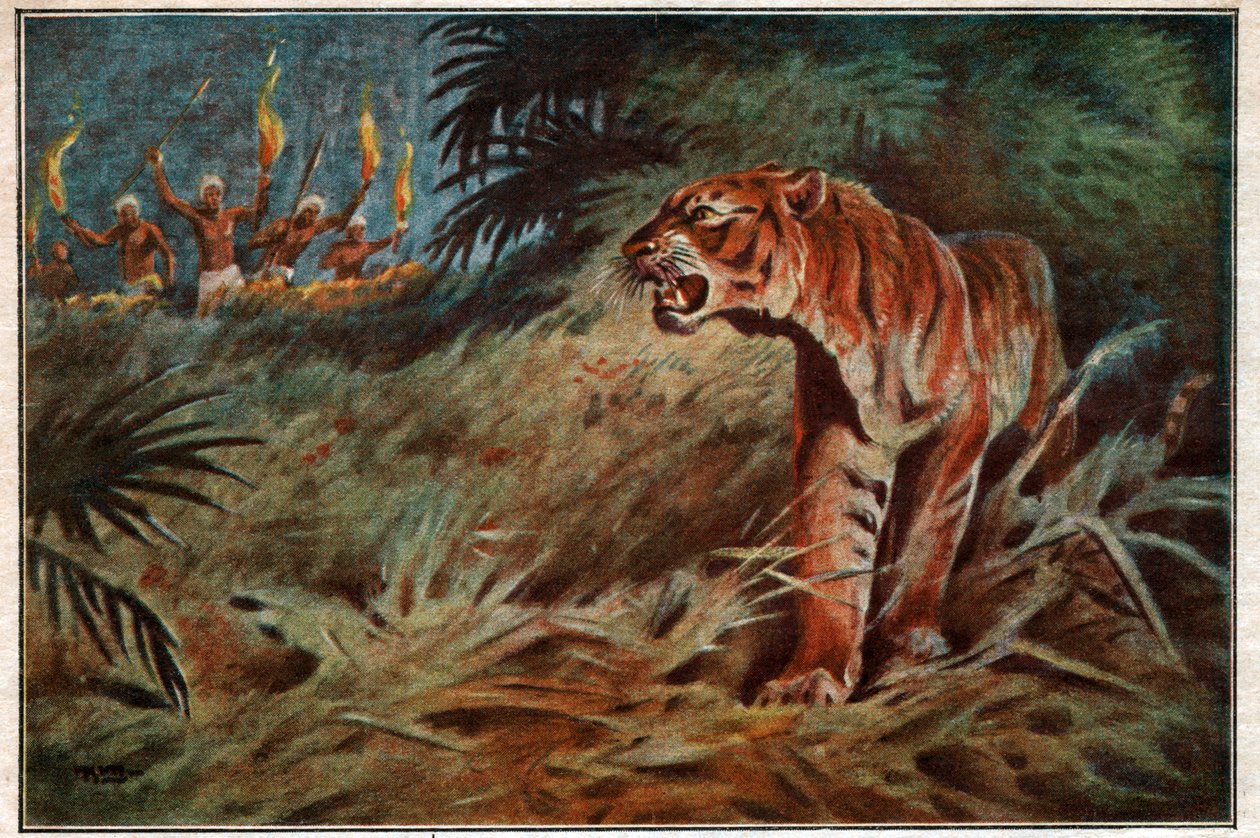 رجل آكل نمر بواسطة . .