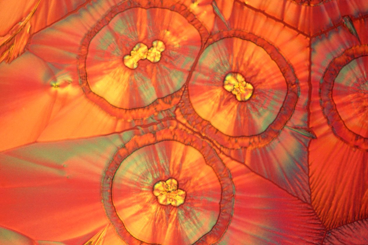 Micrographs (Light) Ascorbic acid, light micrograph بواسطة فريدريك (المرتبط ب) بارنارد