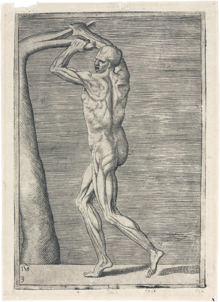 Muscles Anatomical study of male musculature; man breaking a branch, c 1555 بواسطة فريدريك (المرتبط ب) بارنارد