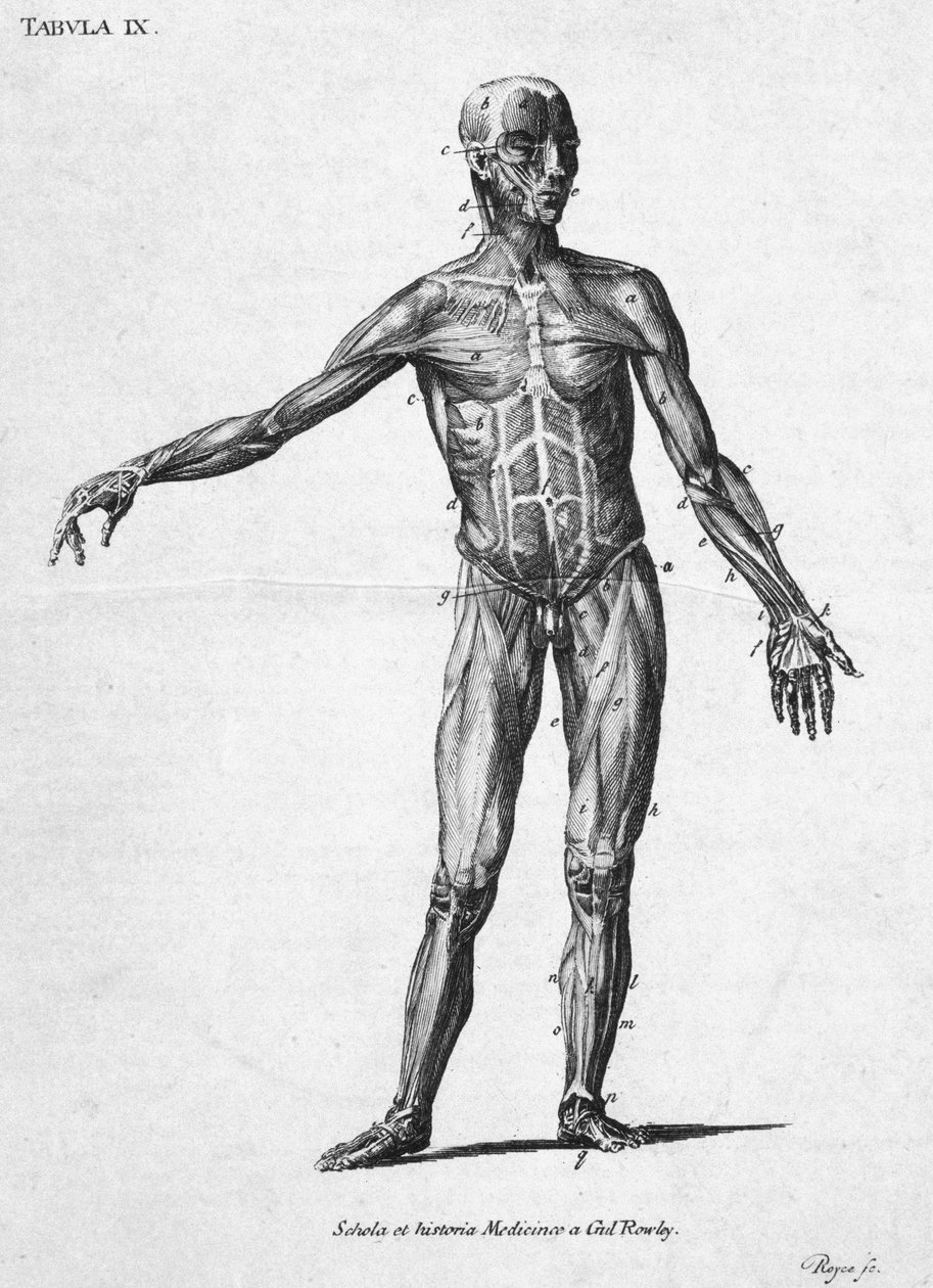 Muscles Human muscular structure, c 1850s بواسطة ريتشارد (بعد) داد