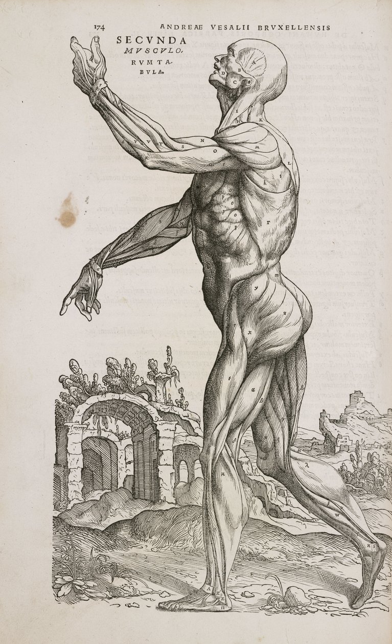 Muscles Side view of the superficial muscles of the male human body بواسطة فريدريك (المرتبط ب) بارنارد