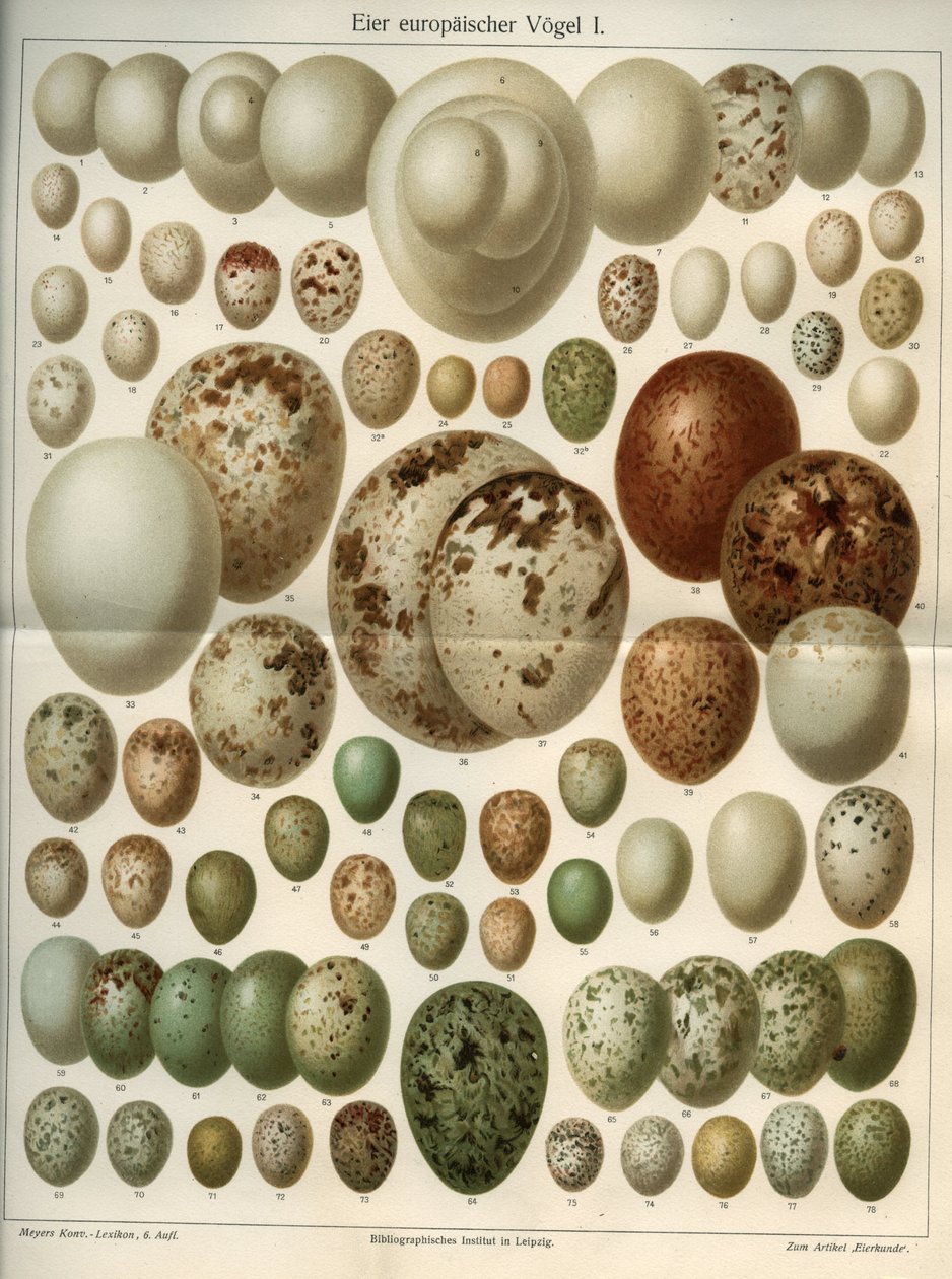 Natural science board representing different bird eggs. Illustration taken from “” Meyers Grosses Konversations - Lexikon””” 1904. Bibliographers Institut, Leipzig und Wien بواسطة فرديناند جورج والدمولر