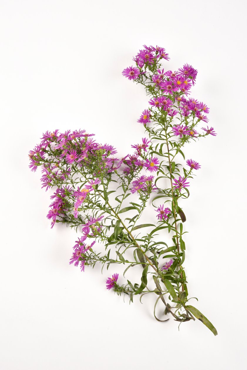 الزهور الوردية من Michaelmas Daisy aster Amellus بواسطة . .