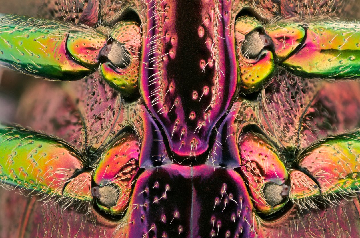 Polybothris quadricollis from Madagascar. Detail of the abdomen (macrophotography) بواسطة ريتشارد (بعد) داد