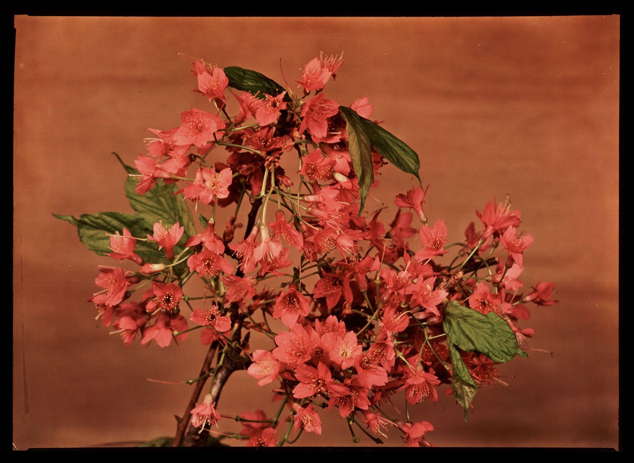 Red flowers, c 1940 بواسطة فريدريك (المرتبط ب) بارنارد