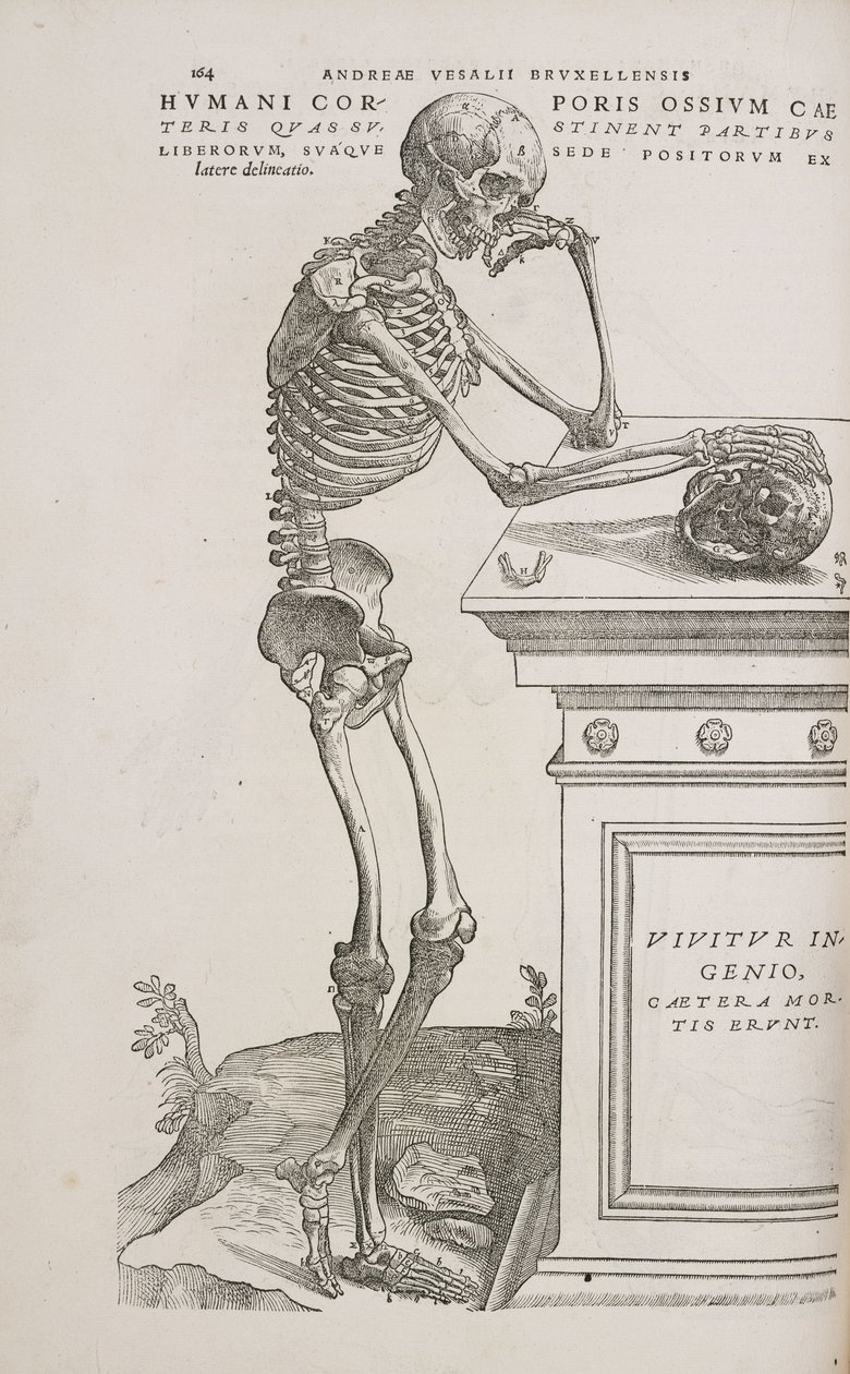 Skeletons A human articulated skeleton seen from the side بواسطة فريدريك (المرتبط ب) بارنارد