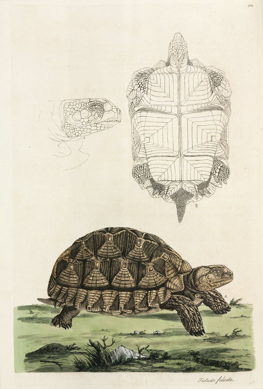 Spurred tortoise بواسطة ريتشارد (بعد) داد