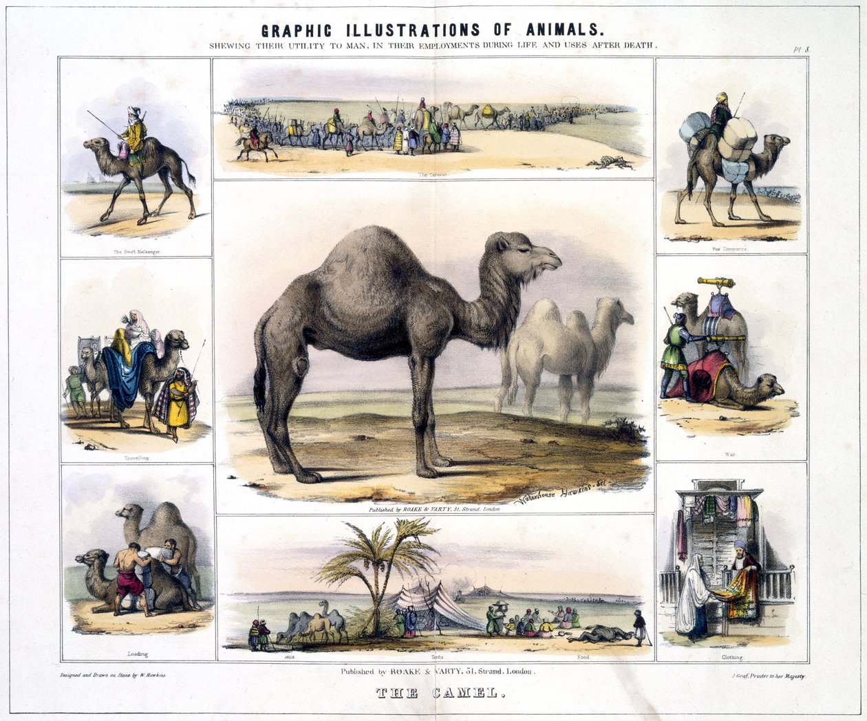 The Camel