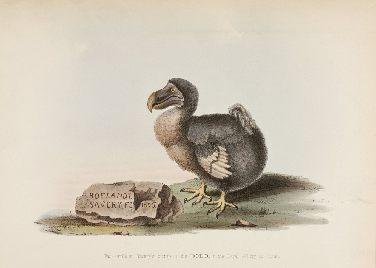 The Dodo بواسطة ريتشارد (بعد) داد