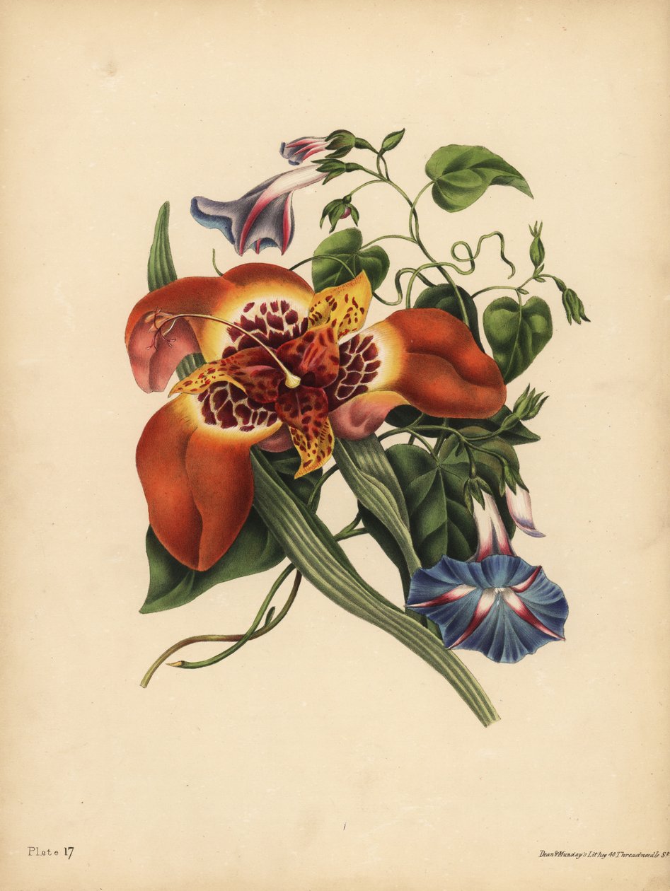 The Mexican Tiger-flower, Tigridia pavonia, Change; The blue major Convolvulus, Night بواسطة ريتشارد (بعد) داد