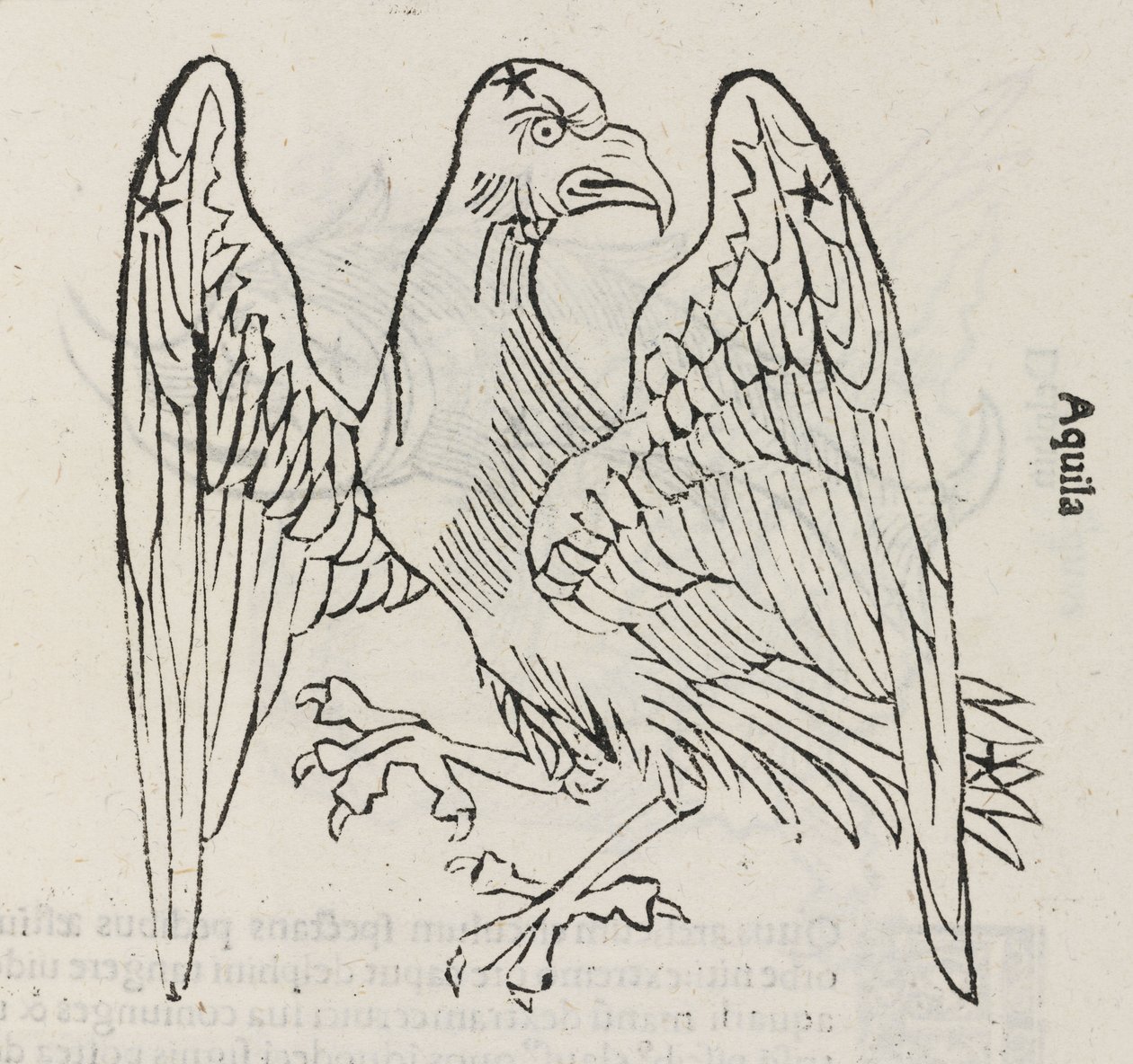 The constellation of Aquila بواسطة ريتشارد (بعد) داد