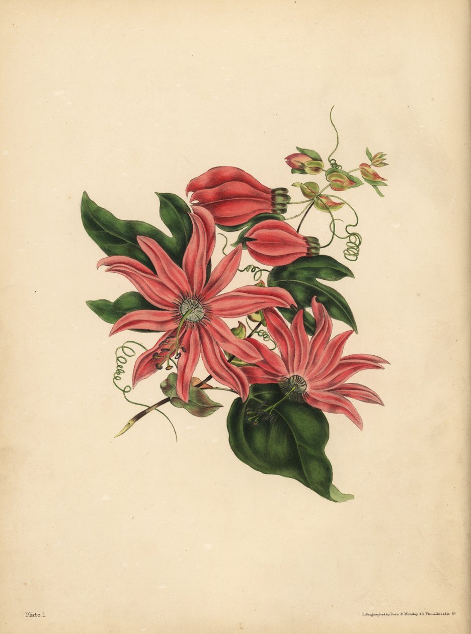 The racemose Passionflower, Passiflora racemosa, Religious superstition بواسطة ريتشارد (بعد) داد