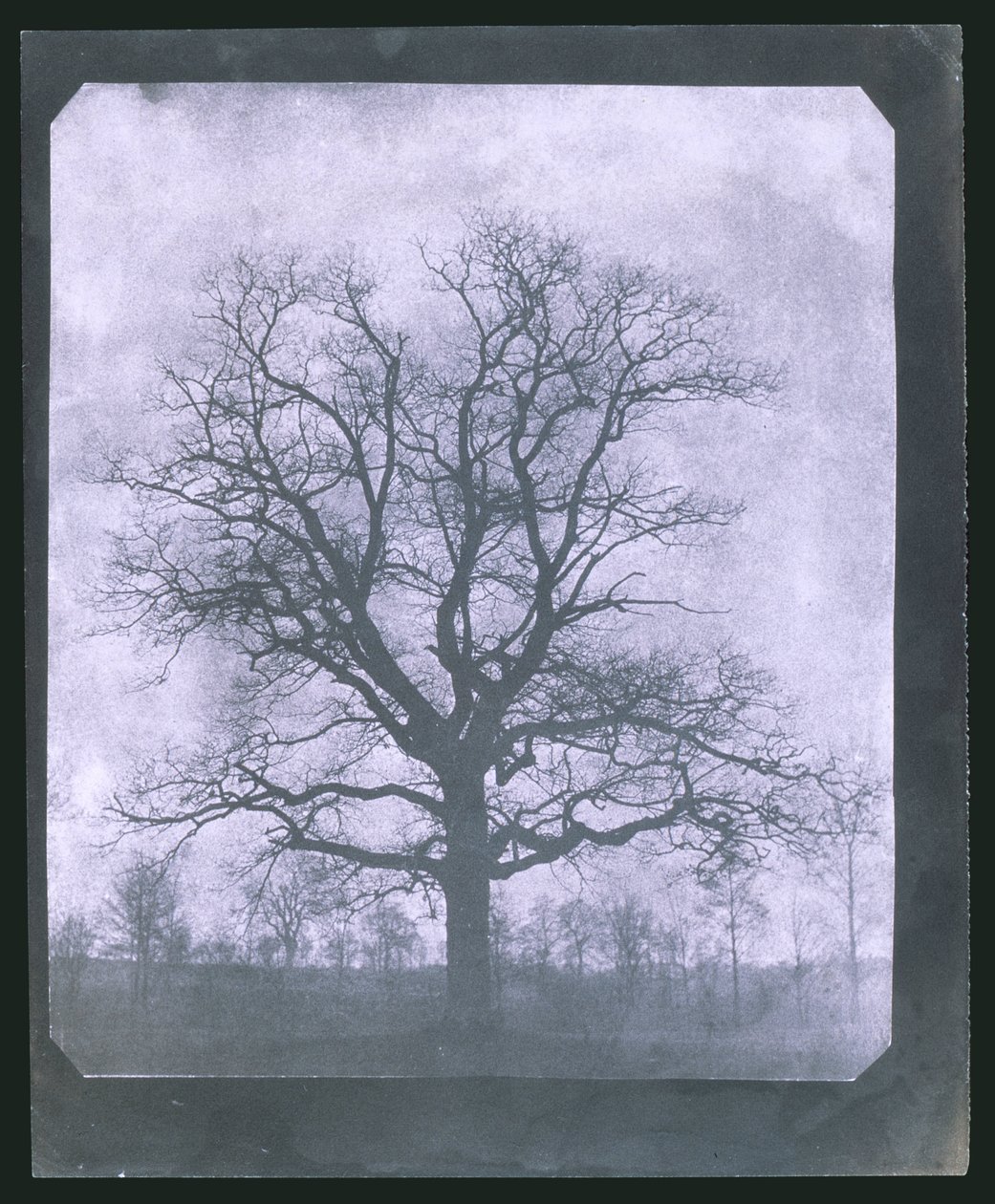 Tree in winter, mid 19th century بواسطة فريدريك (المرتبط ب) بارنارد
