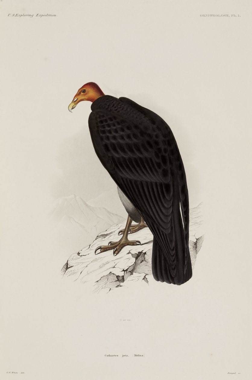Turkey vulture, Chile بواسطة ريتشارد (بعد) داد