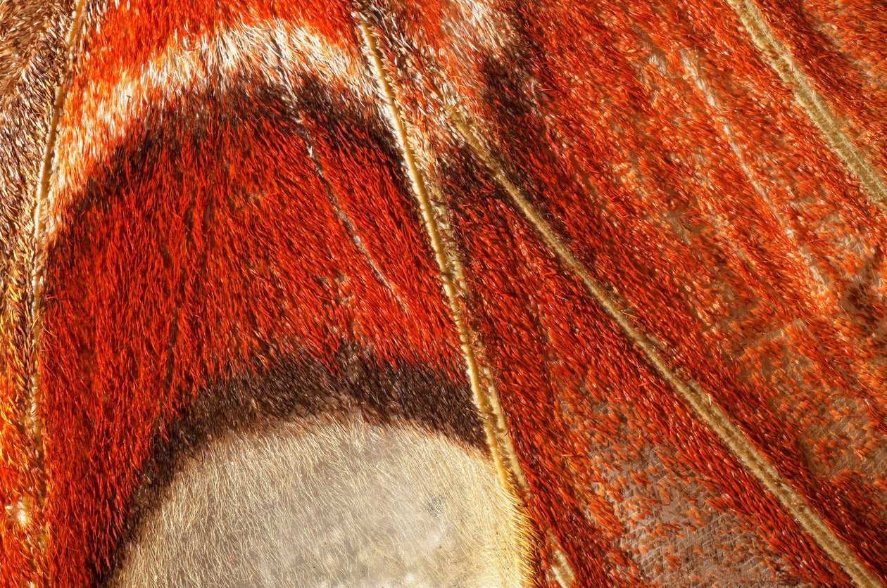 butterfly Attacus atlas (lepidoptera) Closer plan. (macrophotography) بواسطة ريتشارد (بعد) داد