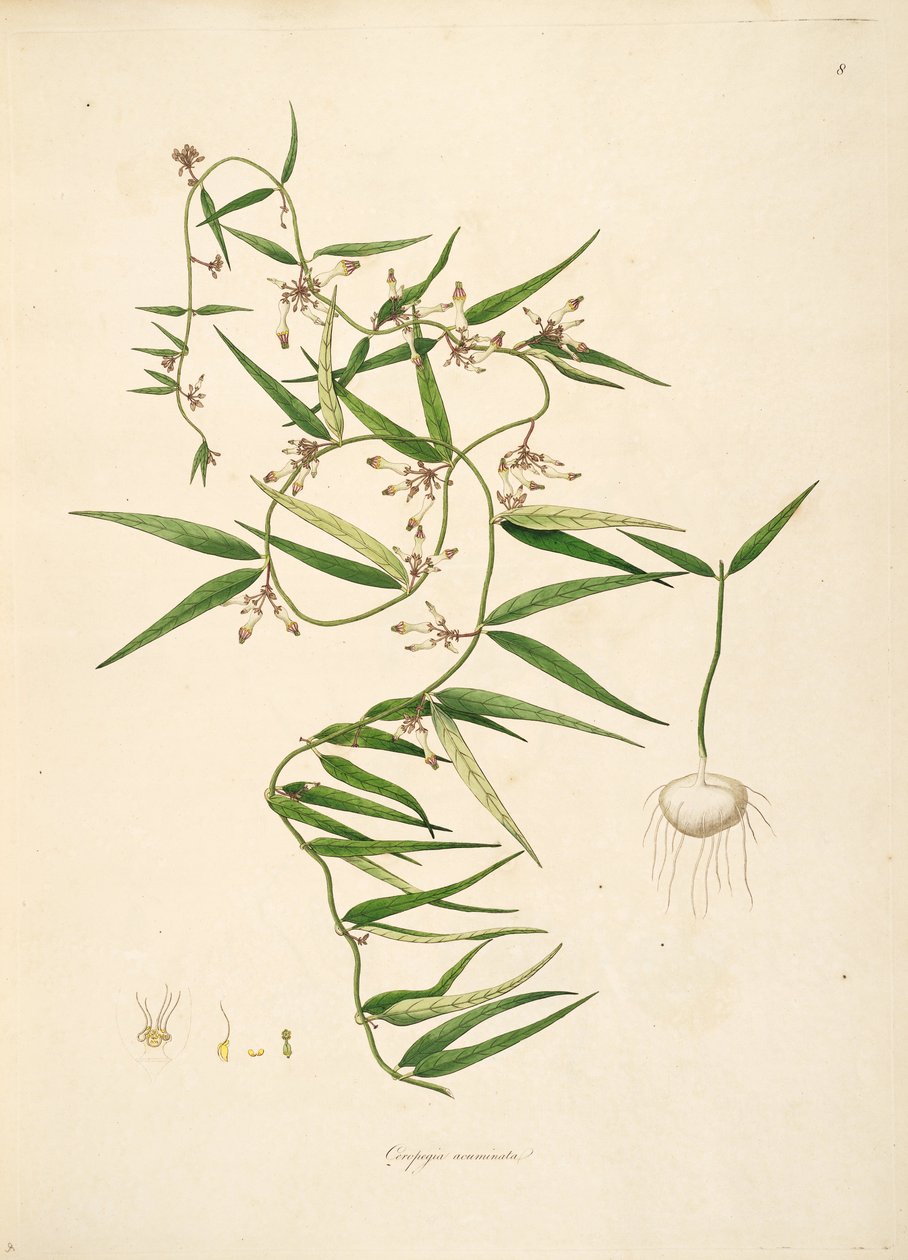 توضيح لـ Ceropegia acuminata (= Ceropegia bulbosa) ، Apocynaceae ، Asclepiadoideae بواسطة مجهول