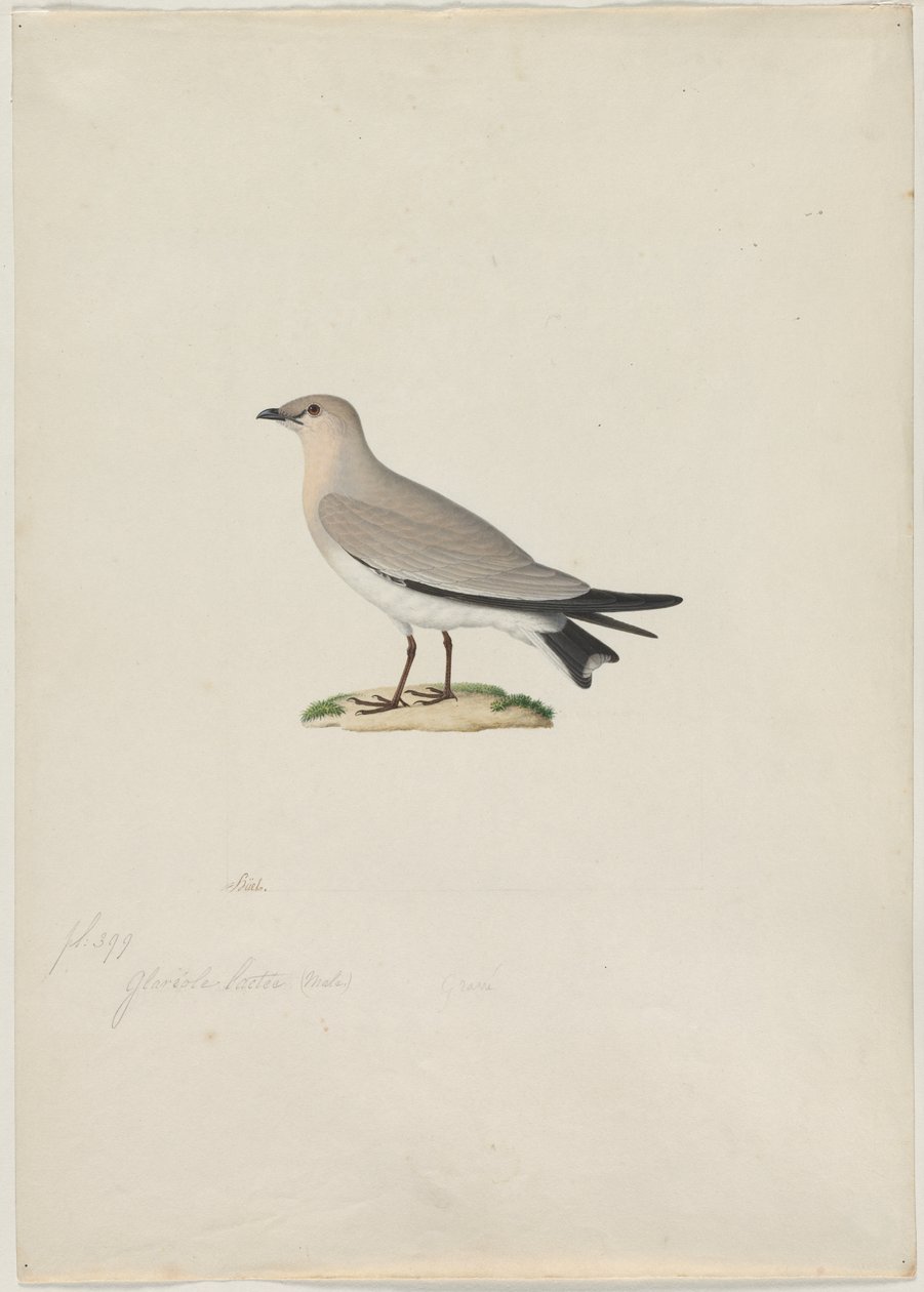 براتينكول صغير (Glareola lactea) بواسطة ينسب إلى بول هويت