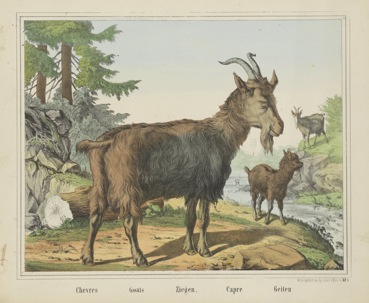 شيفر / ماعز / ماعز. / Capre / Goats (العنوان على الكائن) بواسطة شركة جوزيف شولز