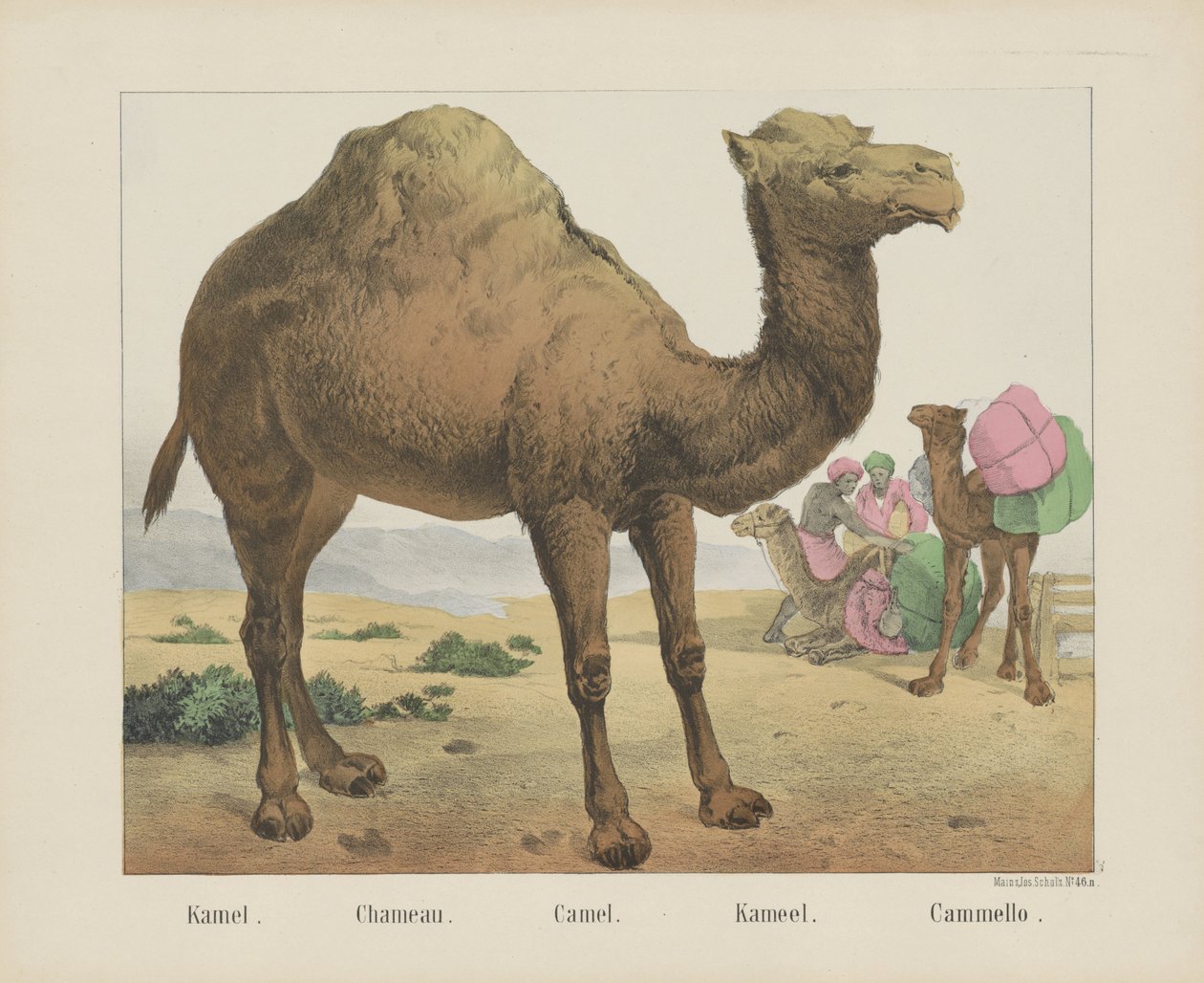 جمل. / شامو. / جمل. / جمل. / Cammello (العنوان على الكائن) بواسطة شركة جوزيف شولز