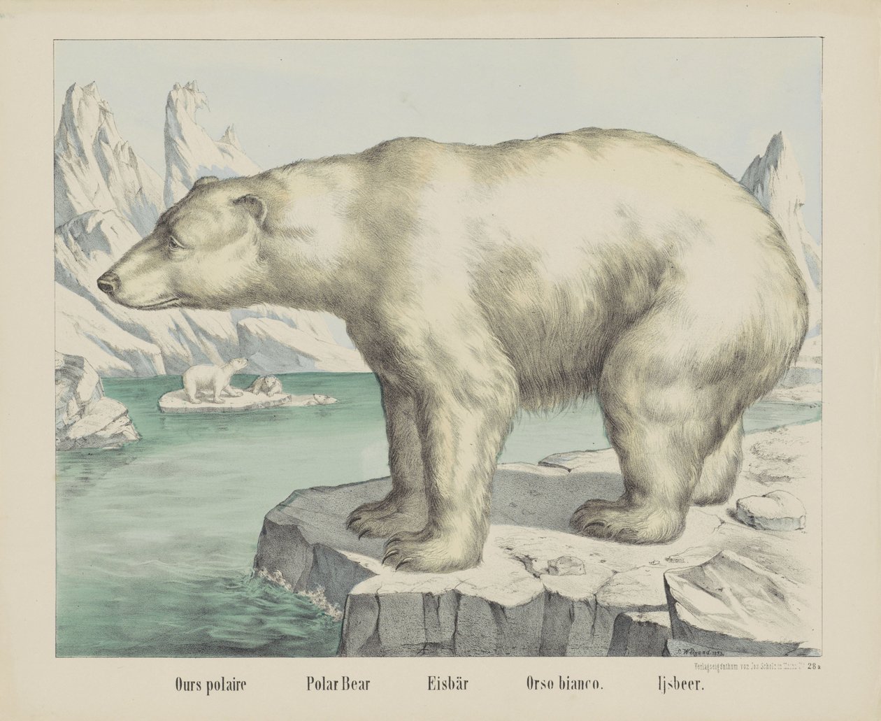 الدب القطبي / الدب القطبي / Eisbär / Orso bianco. / إجسبير (العنوان على الكائن) بواسطة شركة جوزيف شولز