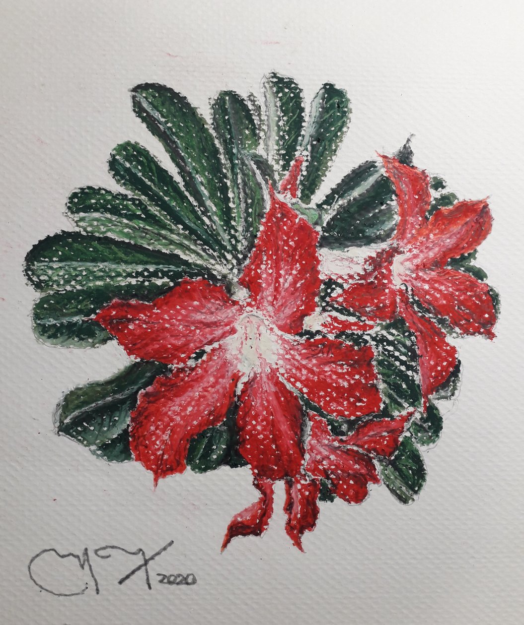زهرة الصحراء بواسطة miguelmendez_art.ve