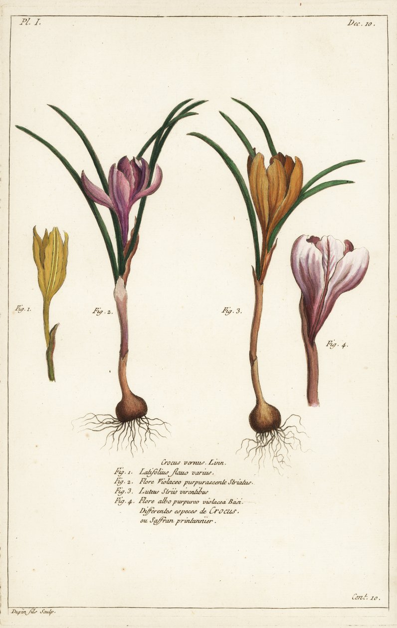أنواع مختلفة من زعفران الربيع ، Crocus vernus ، Linn بواسطة الأصغر سنا