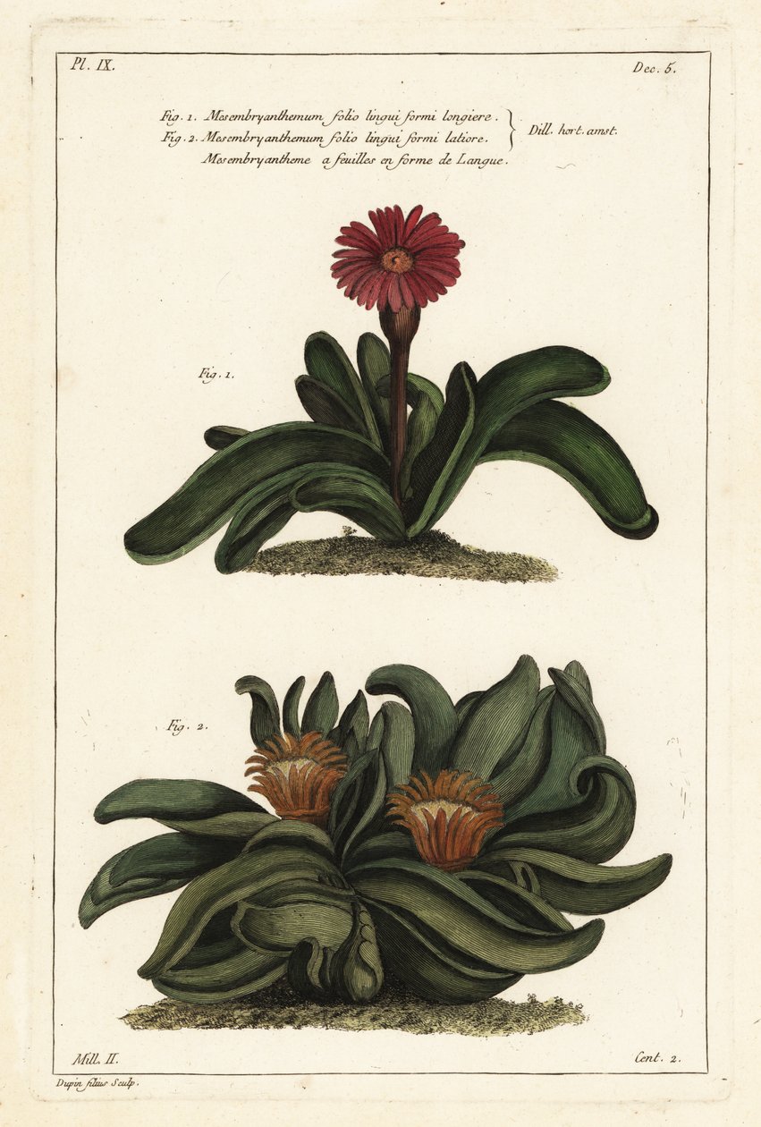 نبات Elkhorn ، Rhombophyllum dolabriforme (نبات القطيفة ذو الأوراق ذات الأوراق ، Mesembryanthemum dolabriforme) بواسطة الأصغر سنا