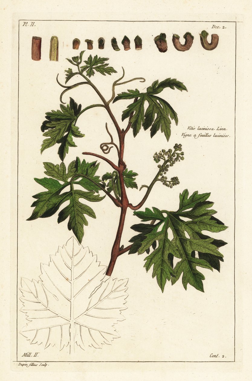 Leaves and budding grapes on a grape vine, Vitis vinifera بواسطة الأصغر سنا