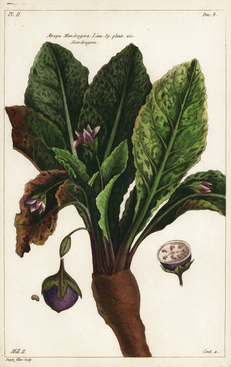 Mandrake ، Mandragora officinarum بواسطة الأصغر سنا