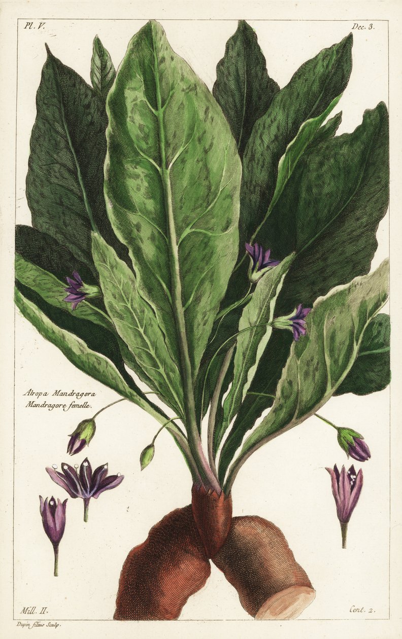 Mandrake ، أنثى ، Mandragora officinarum ، Atropa mandragora ، Mandrake أنثى بواسطة الأصغر سنا