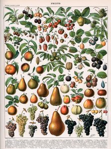 رسم توضيحي لأصناف الفاكهة ، حوالي 1905-10 (لون ليثو) بواسطة (بعد) أليوت
