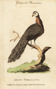 طائر الأرجوس العظيم ، Argusianus argus بواسطة (بعد) المدرسة الإنجليزية
