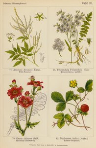 Aruncus Aruncus، Filipendula Filipendula، Geum Chilense، Duchesnea Indica (لون ليثو) بواسطة (بعد) المدرسة الألمانية