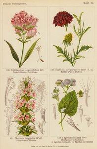 Centranthus Angustifolius, Scabiosa Atropurpurea, Morinia Longifolia, Ageratum Mexicanum, Ageratum Conyzodes, Ageratum Corymbosum (لون ليثو)