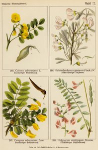 Colutea Arborescens, Halimodendendron Argenteum, Caragana Arborescens, Hedysarum Multijugum (لون ليثيو) بواسطة (بعد) المدرسة الألمانية