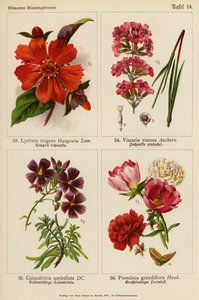 Lychnis Fulgens Fulgens Haageana, Viscaria Viscosa, Calandrinia Umbellata, Portulaca Grandiflora (لون ليثيو) بواسطة (بعد) المدرسة الألمانية
