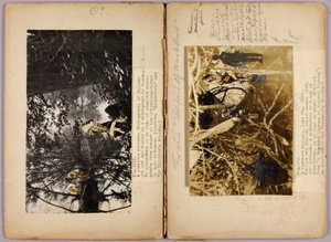 N. الهنود الأمريكيون، مجلد دراسة لكتاب إخفاء الألوان في مملكة الحيوان بواسطة أبوت هاندرسون ثاير