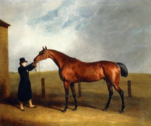 العقيد أودني خليج كولت الكمأة من قبل الساحر الذي عقده العريس ، 1815