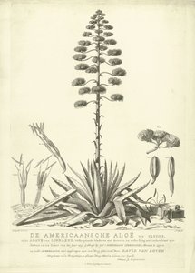 مزهرة الألوة الأمريكية 1757 الصبار الأمريكي من Clusius ، أو أغاف لينيوس (...) بعد أن ازدهر في صيف عام 1757 بواسطة Jac: Schuurmans Stkehooven ، بائع الزهور في Leiden (العنوان على الكائن) بواسطة جيه أوغستيني