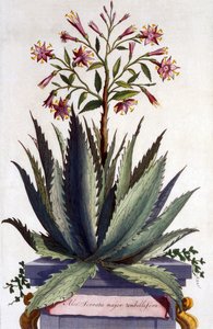 Aloe Serrata major umbellifera ، من "Phytographia Curiosa" ، تم نشره عام 1702